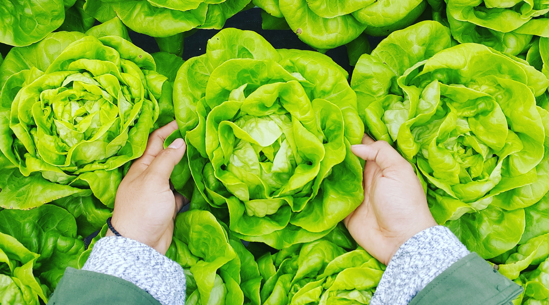 Hände halten einen Kopfsalat zwischen vielen Salatköpfen. Grüner Blattgemüsehintergrund.