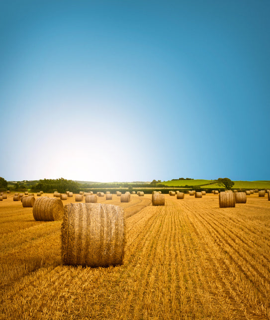 Viele Heuballen auf einem Feld und blauer Himmel