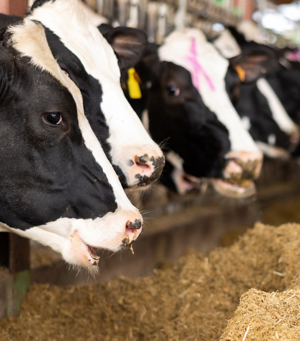 Mehrere schwarz-weiße Milchkühe fressen Heu in einem Stall. Sie haben Markierungen an den Ohren und Flecken auf dem Kopf.
