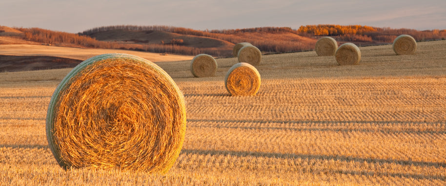 Mehrere Strohballen auf einem Feld, herbstlich