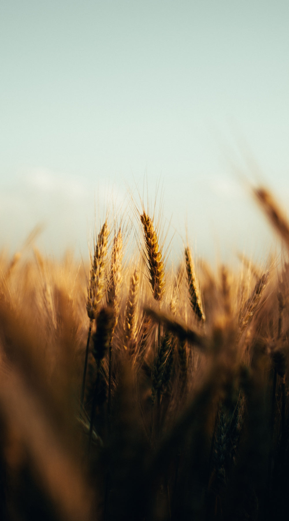 Nahaufnahme von goldenen Weizenhalmen auf einem Feld unter klarem Himmel, mit weichem Fokus auf dem Vordergrund.